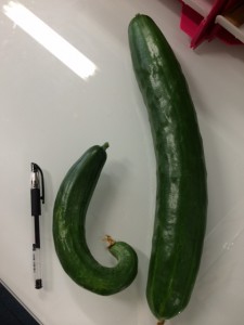 じゃんぼきゅうり